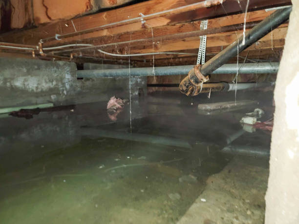 Best Professional water damage repair  in USA